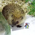 Ivana Haus Nyaraló Hajdúszoboszló