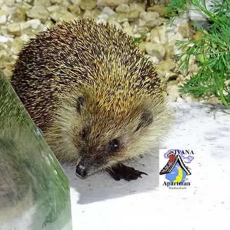Ivana Haus Prázdninový dům Hajdúszoboszló