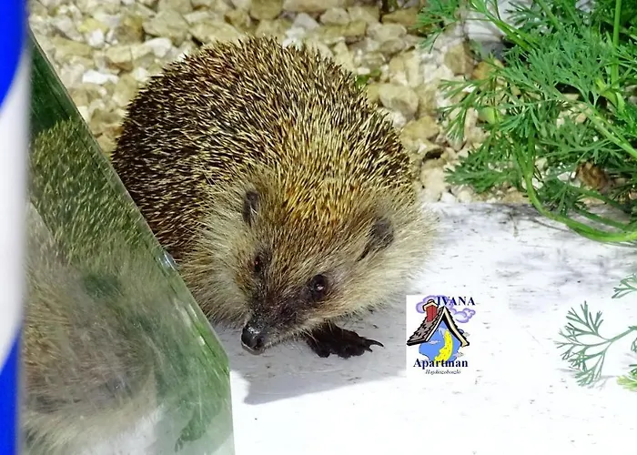 Ivana Haus Case de vacanță Hajdúszoboszló